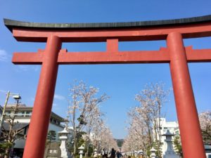 鎌倉　鶴岡八幡宮　さくら　桜　段葛　宇宙船　スピリチュアル　赤い鳥居　桜並木