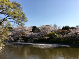 源氏池　桜　鶴岡八幡宮　鎌倉