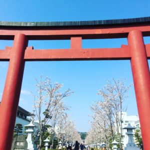 鎌倉　鶴岡八幡宮　段葛